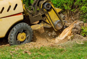 stump removal Adelaide