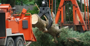 safest tree services 