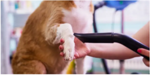 Canine PT and Me CCL tear in dogs