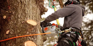 leading arborist