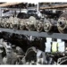 VW Polo parts