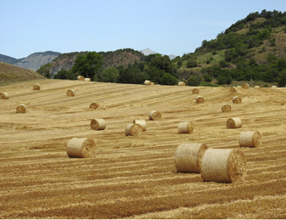 baling twine